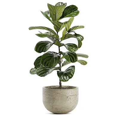 Indoor Plant Set 168 - Fiddle Leaf Fig