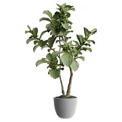 indoor Plant 633