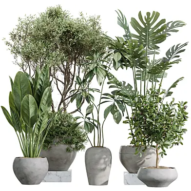 AV Indoor Plants Set 255 Arbequina Olive and Ficus Cyathistipula and Elegant Monstera and Beliza Tineke Variegated and Pachira Aquatica