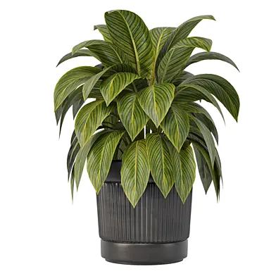 Indoor Plant in Pot 201