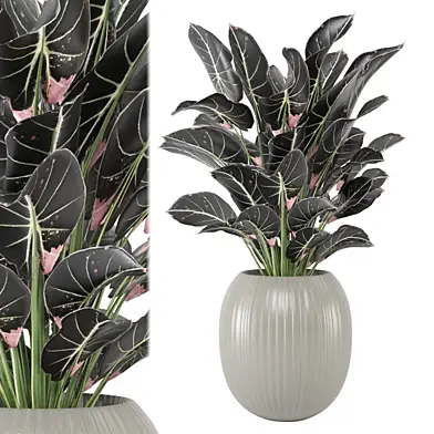 Indoor Plants Collection 1879