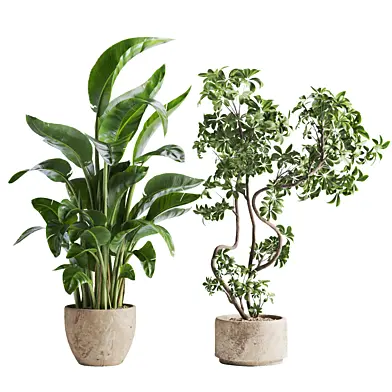 Schefflera and Nicolai Plants in Pot