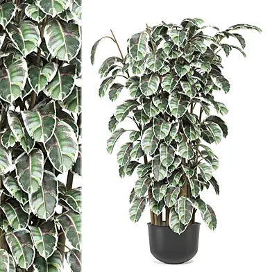 Indoor Plants Collection 1886