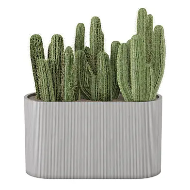 Cactus Plants In Wooden Pot_Set 3222