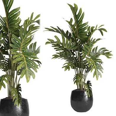 Indoor Plant 036