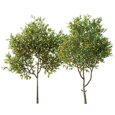 AV Fruit trees Citrus Meyer Lemon Orange and Citrus Sinensis Orange Arancio