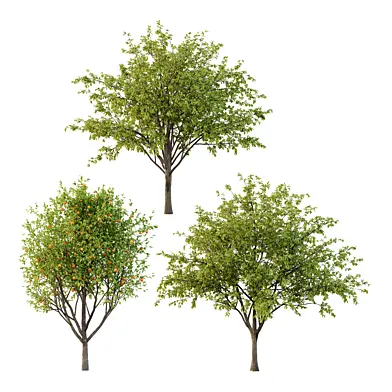 Prunus pseudocerasus Diospyros Kaki Fruit Tree 03