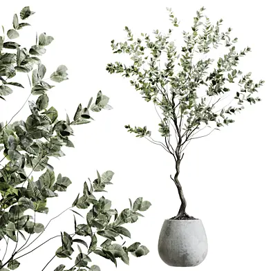 indoor Plant collection 1049