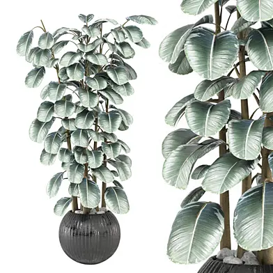 indoor Plants Collection 1890