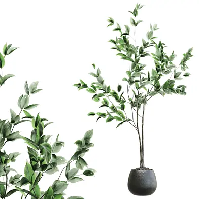 indoor Plant collection 1053