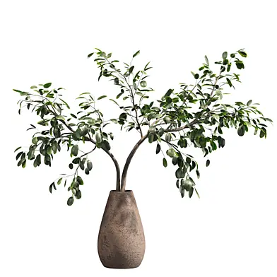 Indoor plant 006