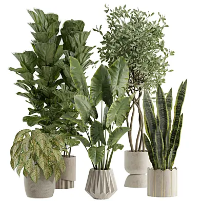 indoor plant 590