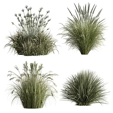 Pampas and Wheat Grass Set 40