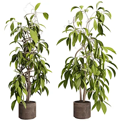 fiuces Plants in a Old metal Pot - Indoor Plant set 669