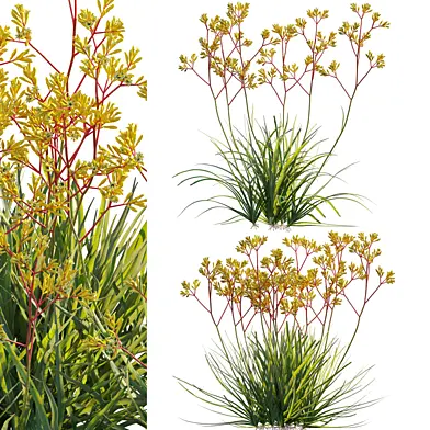 Anigozanthos flavidus - Kangaroo Paw 01