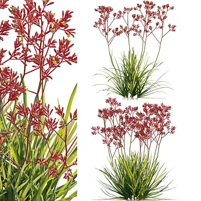 Anigozanthos flavidus - Kangaroo Paw 03