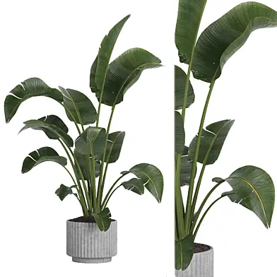Indoor plant 11