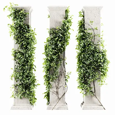 Ivy Plant Set 03