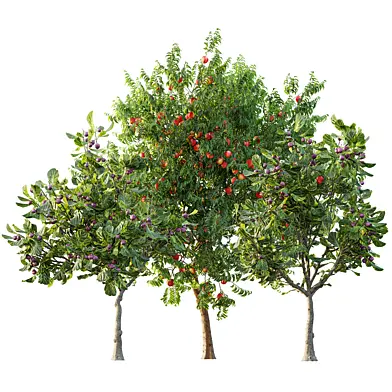 AV Fruit Trees Ficus Carica Feige Fig and Amygdalus Persica Peach