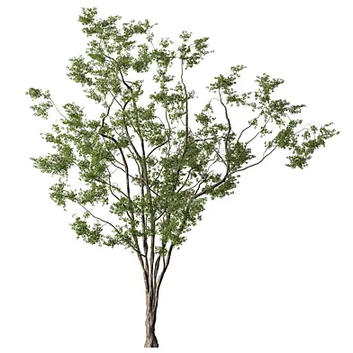 Broadleaf Sapling Tree Set 413