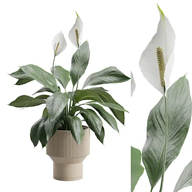 Potted Peace Lily Plant