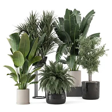 Indoor Plants in Rusty Concrete Pot_Set 3330