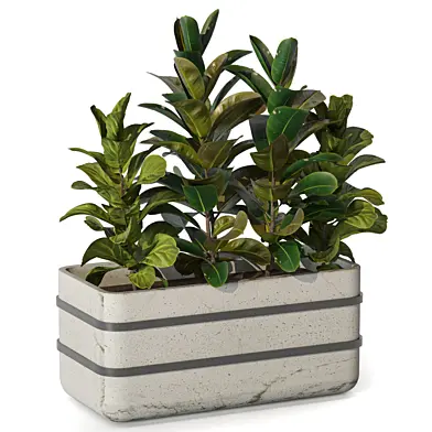 Tall Plants collection Set Ficus in Pot 231
