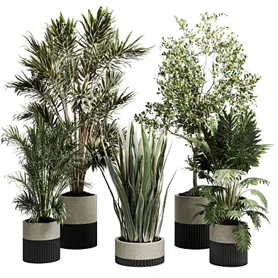Tree Plants palm in a concrete Pot - Indoor Plant set 672