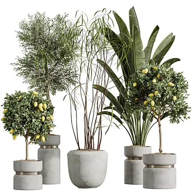 AV Indoor Plants Set 288 Fruit Lemon Tree and Banana Nicolai and Ficus Dracaena Marginata and Olive