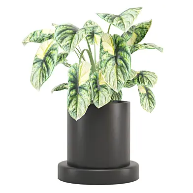 Indoor Plants Set 0109