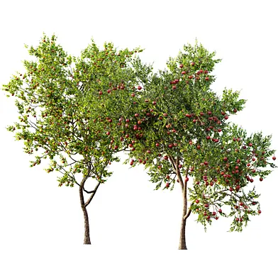 AV Fruit Trees Punica Granatum Pomegranate and Diospyros Kaki Persimmon
