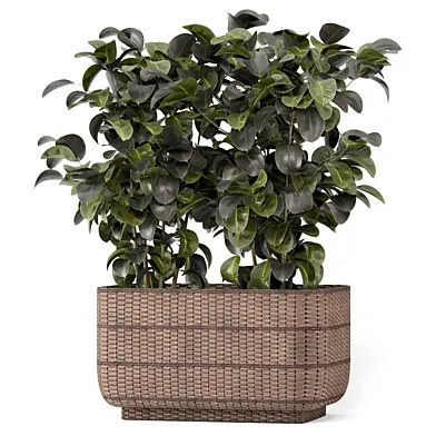 Outdoor Plants Lyrata_Wicker Basket Set 3386