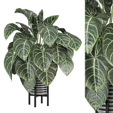 indoor Plants Collection 2007