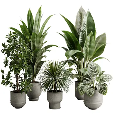 Tree Ficus Rubber palnt - set indoor plant 682