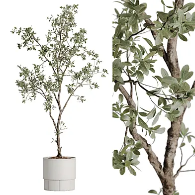 indoor plant set 100