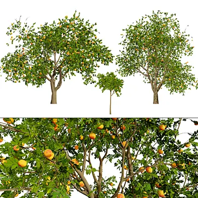 Grapefruit Tree 3D Model