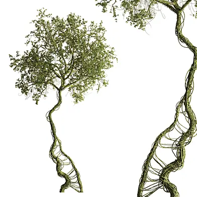 Dancer Oak  Tree Set 422