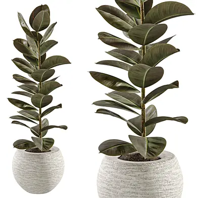 Indoor plant in concrete pot