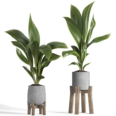indoor plant 044