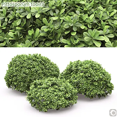 Pittosporum Tobira