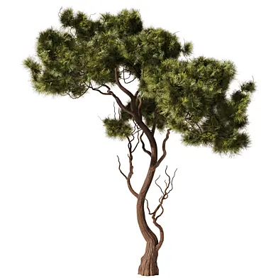 Pine tree Set34