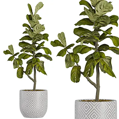 Fiddle leaf fig (Ficus Lyrata) 06