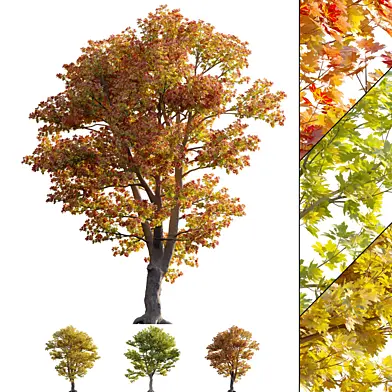 Acer platanoides - Norway Maple 01