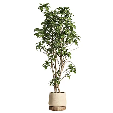 indoor plant 09 concrete and wood