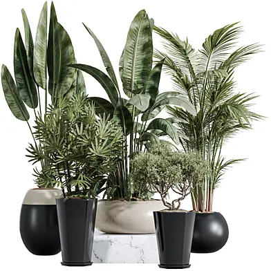 AV Indoor Plants Set 356 ParadiseBird and Arbequina Olive and Areca Palm and Rhapis Excelsa