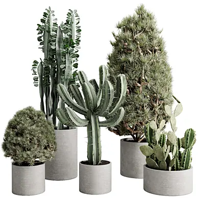 Topiary Ball Bush and cuctus in a concrete pot - Outdoor Plants 245