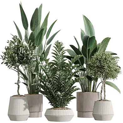 AV Indoor Plants Set 370 ParadiseBird and Zamiifolia and Ficus Microcarpa and olive