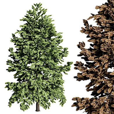 pine tree 1