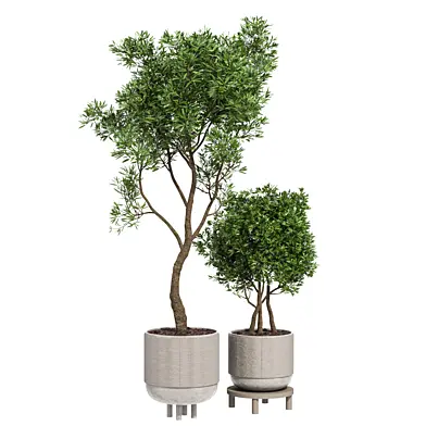 Olive Plant set01