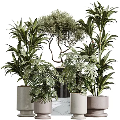 AV Indoor Plants Set 355 Dracaena Lime Cane Dragon and Elegant Monstera and Mission Kalamata
